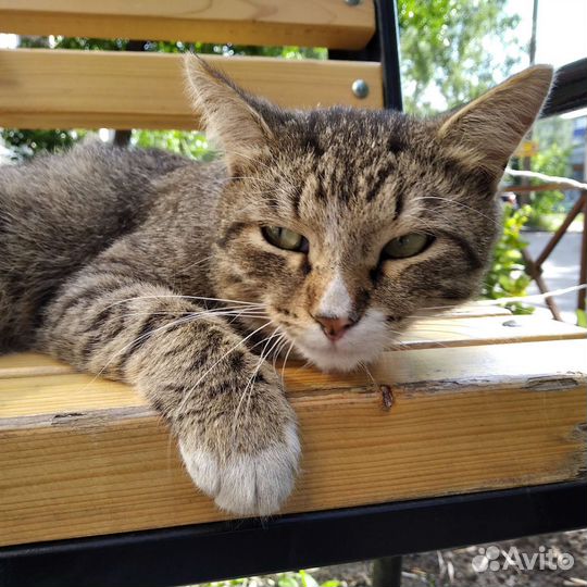 Котик-обнимашка