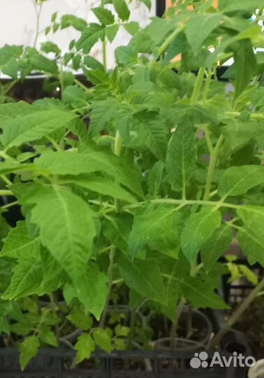 Рассада помидор и перцев