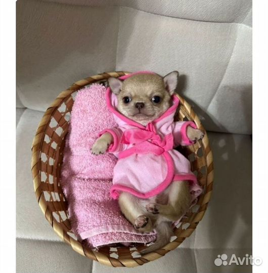 Малепупуськи