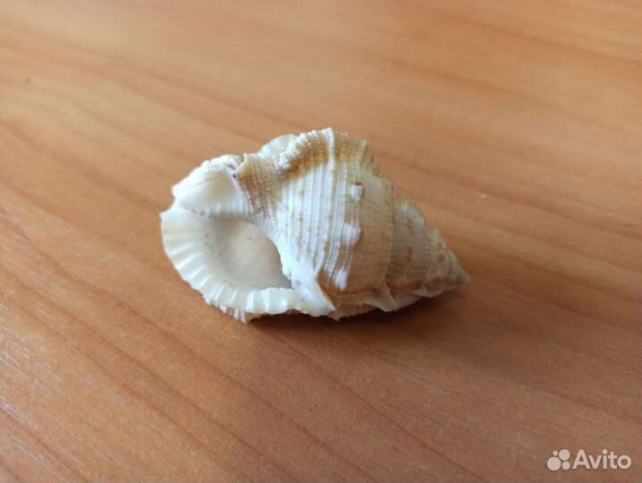 Морская раковина