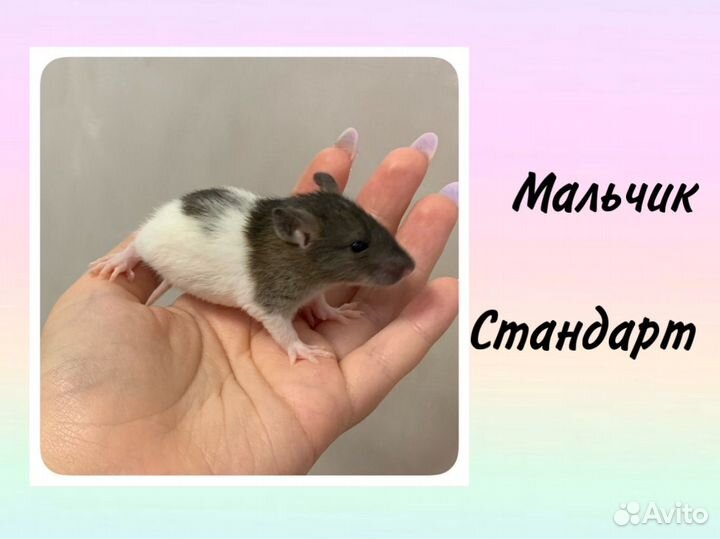 Крысята / мальчики / дамбо / ручные