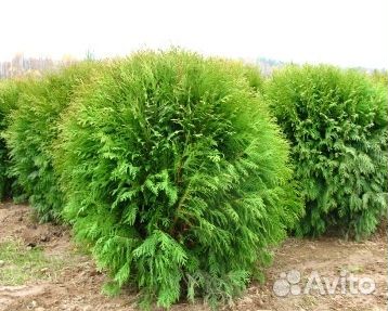 Туя западная Вудварди