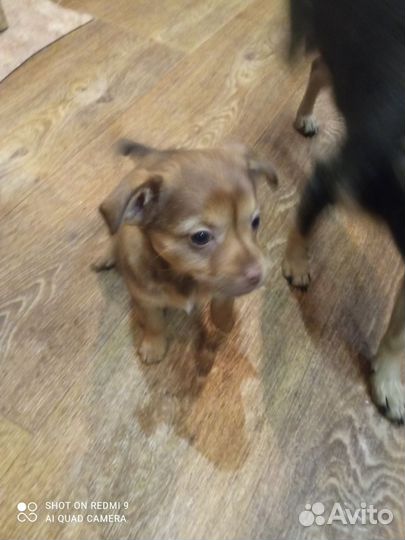 Той-терьер щенки