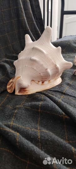 Раковина Кассис Корнута 23см коллекционная