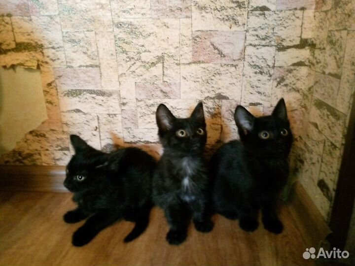 Чёрные котята