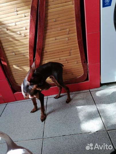 Той-терьер мальчик и девочка