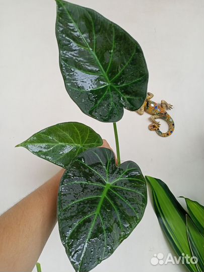 Алоказия Регал Шилдс, Макрориза Black stem