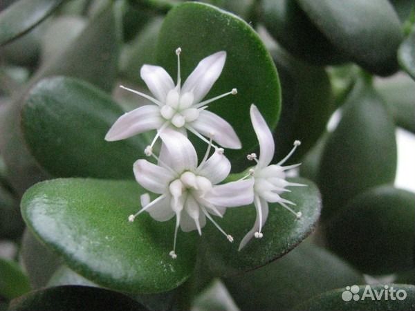 Денежное дерево (оно же толстянка)