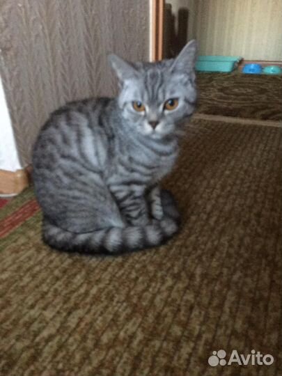 Кошка