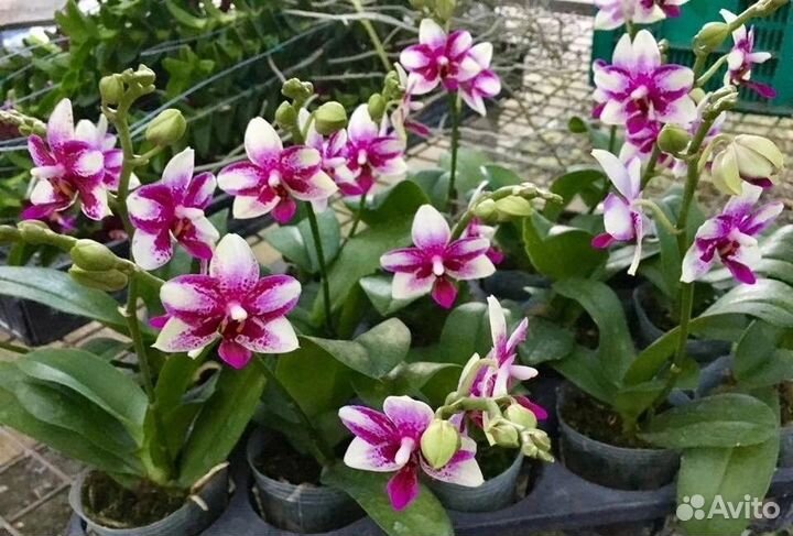 Орхидея Фаленопсис