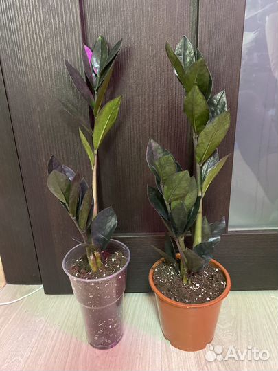 Замиокулькас Зензи, Замифолия. Нолина