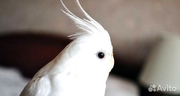 Корелла безщекая белая