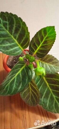 Стрептокарпус,глоксинии,колеусы