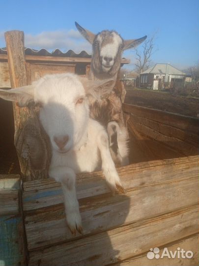 Продаются молодые козочки