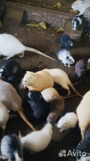 Разноцветные нутрии самцы и самки