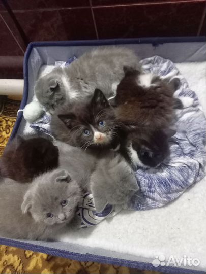 Отдам котят в добрые руки