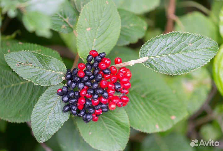 Декоративные кустарники