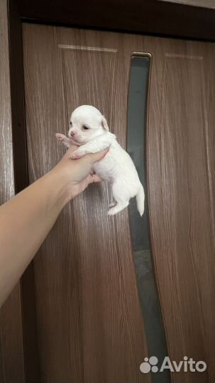 Чихуахуа