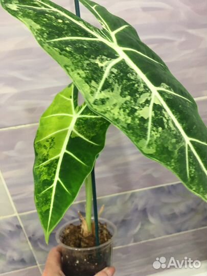 Домашние растения