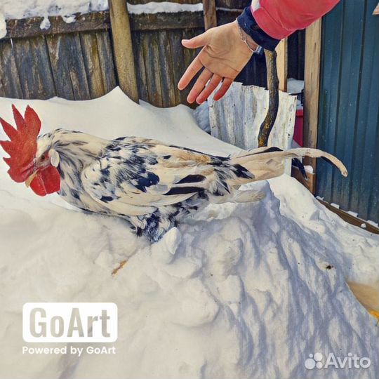 Живые петухи