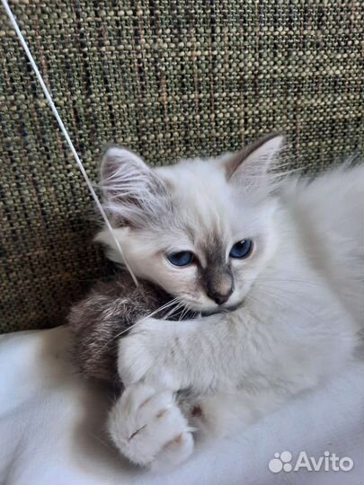 Кошечка редкой породы
