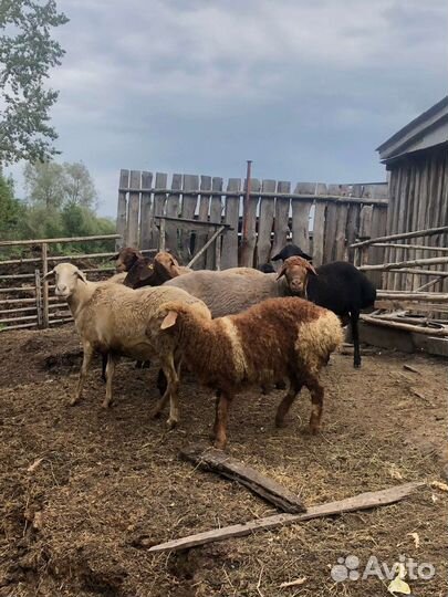 Курдючные бараны овцы