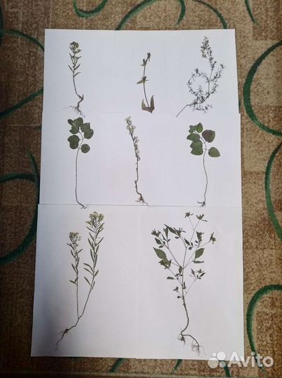 Сухие растения на заказ