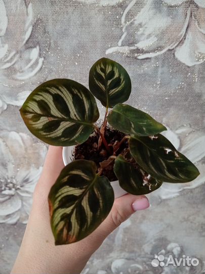 Калатея макоя