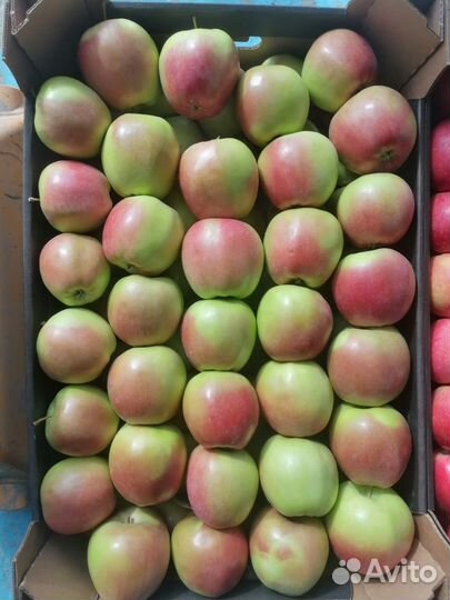 Яблоки опт (Беларусь)