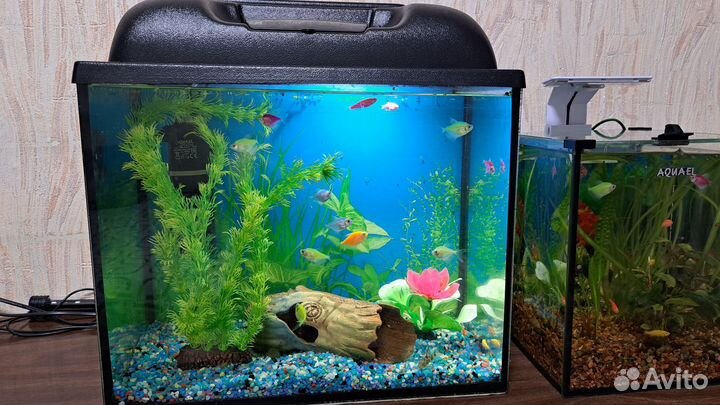 Аквариум 25л с рыбками и всем содержимым