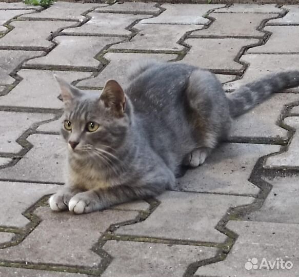 Отдам котов в добрые руки бесплатно