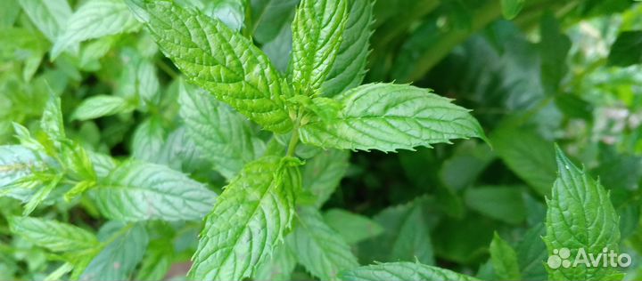 Мелисса корень