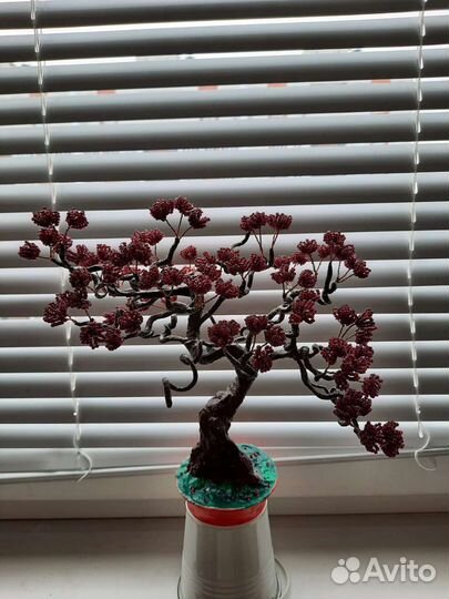 Комнатное дерево бонсай