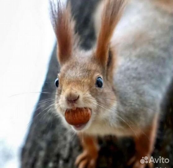 Кормушка для белок