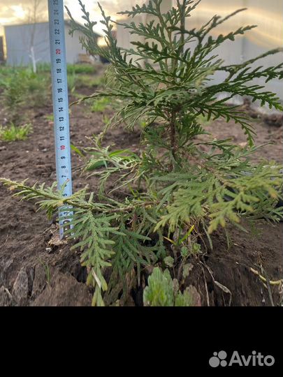 Саженцы туи