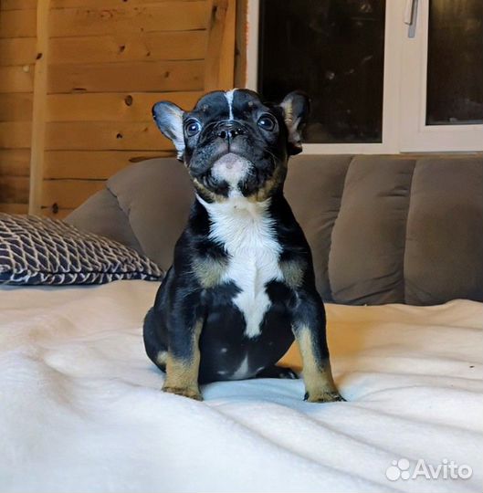 Французский бульдог девочка