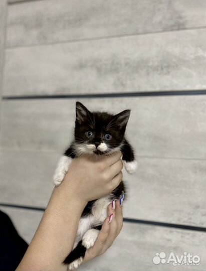 Сиамские-британские котята