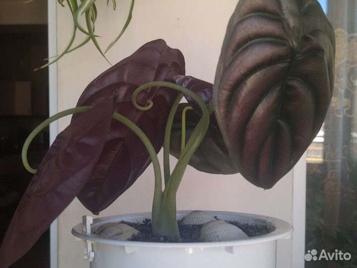 Алоказия Ред секрет Медная Купрея