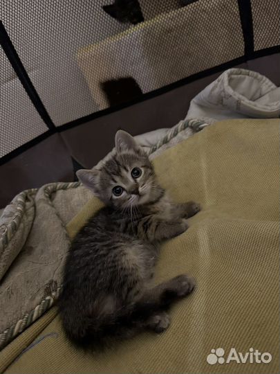 Британская кошка