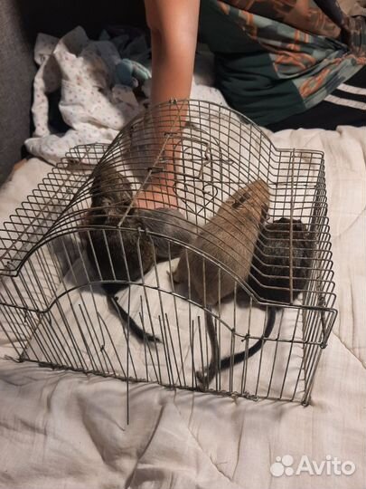 Клетка для дегу
