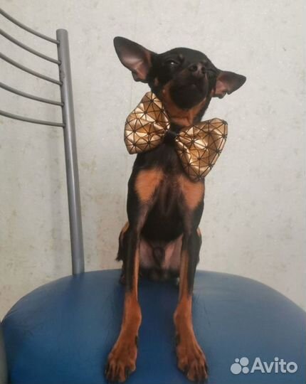 Мини той-терьер вязка