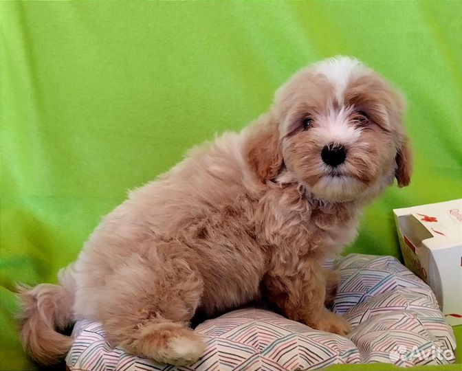 Мальтипу нарядная девочка