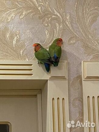 Попугай неразлучники с клеткой вместе