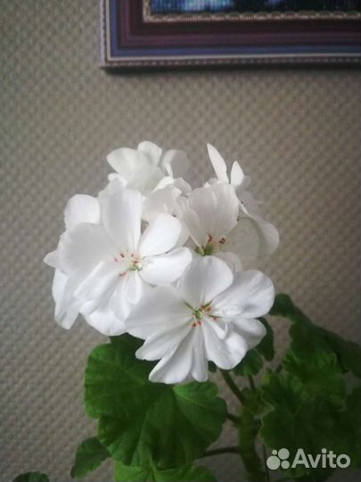 Пеларгония герань