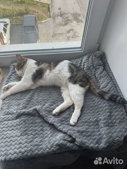 Отдам кошечку в добрые руки