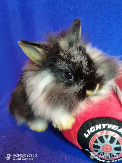 Карликовые кролики