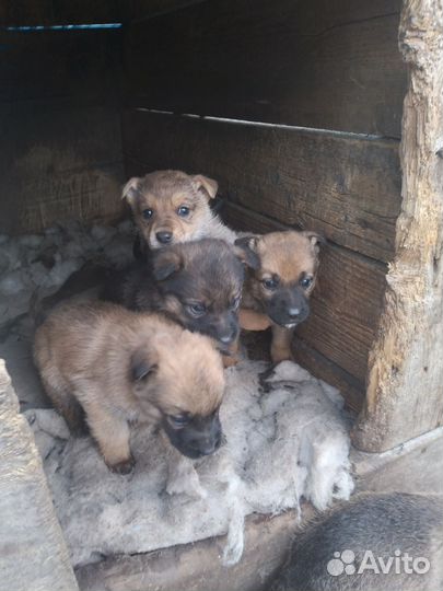 Щенок, осталась одна девочька