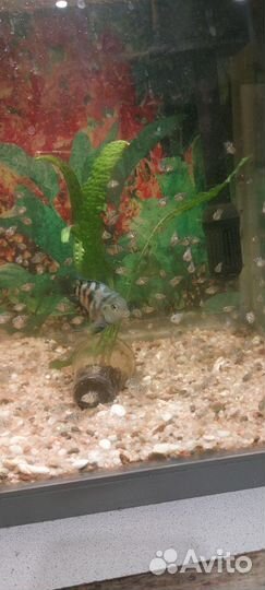 Аквариумные рыбки