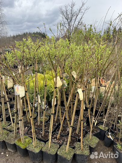 Ива Хакуро-Нишики