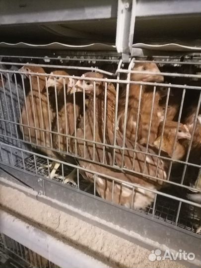 Куры Несушки